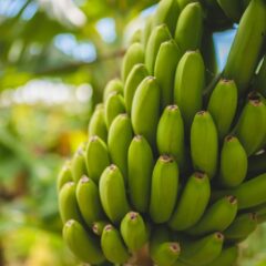 bananas 3
